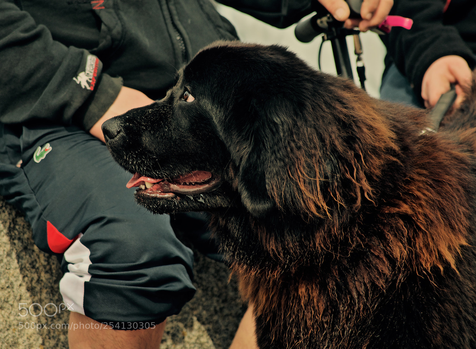 Nikon D3300 sample photo. Chien photography