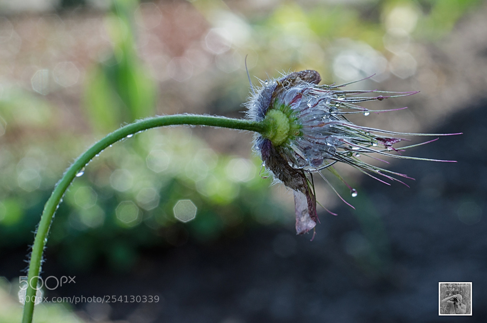 Nikon D7000 sample photo. Tamron 60mm 2.0 macro photography