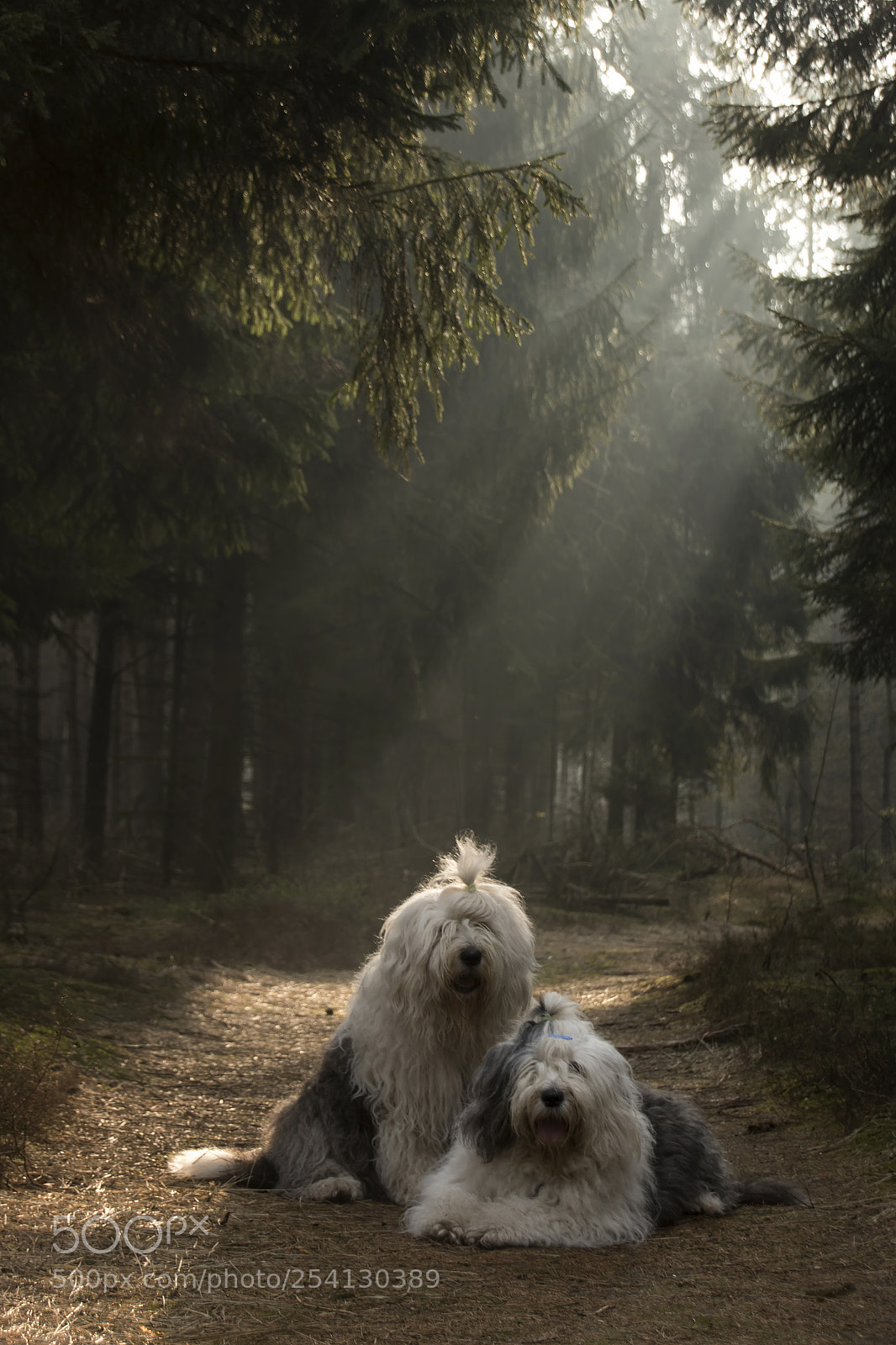 Canon EOS 7D Mark II sample photo. Our morning walk sophie photography
