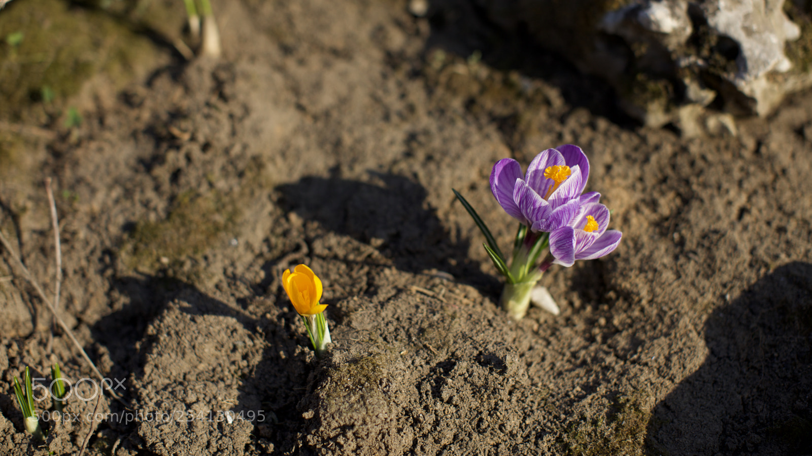 Canon EOS 5DS sample photo. Park flowers photography