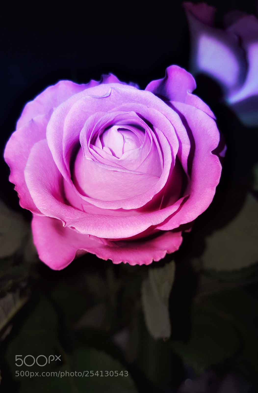 Samsung Galaxy S6 sample photo. Nighttime rose photography