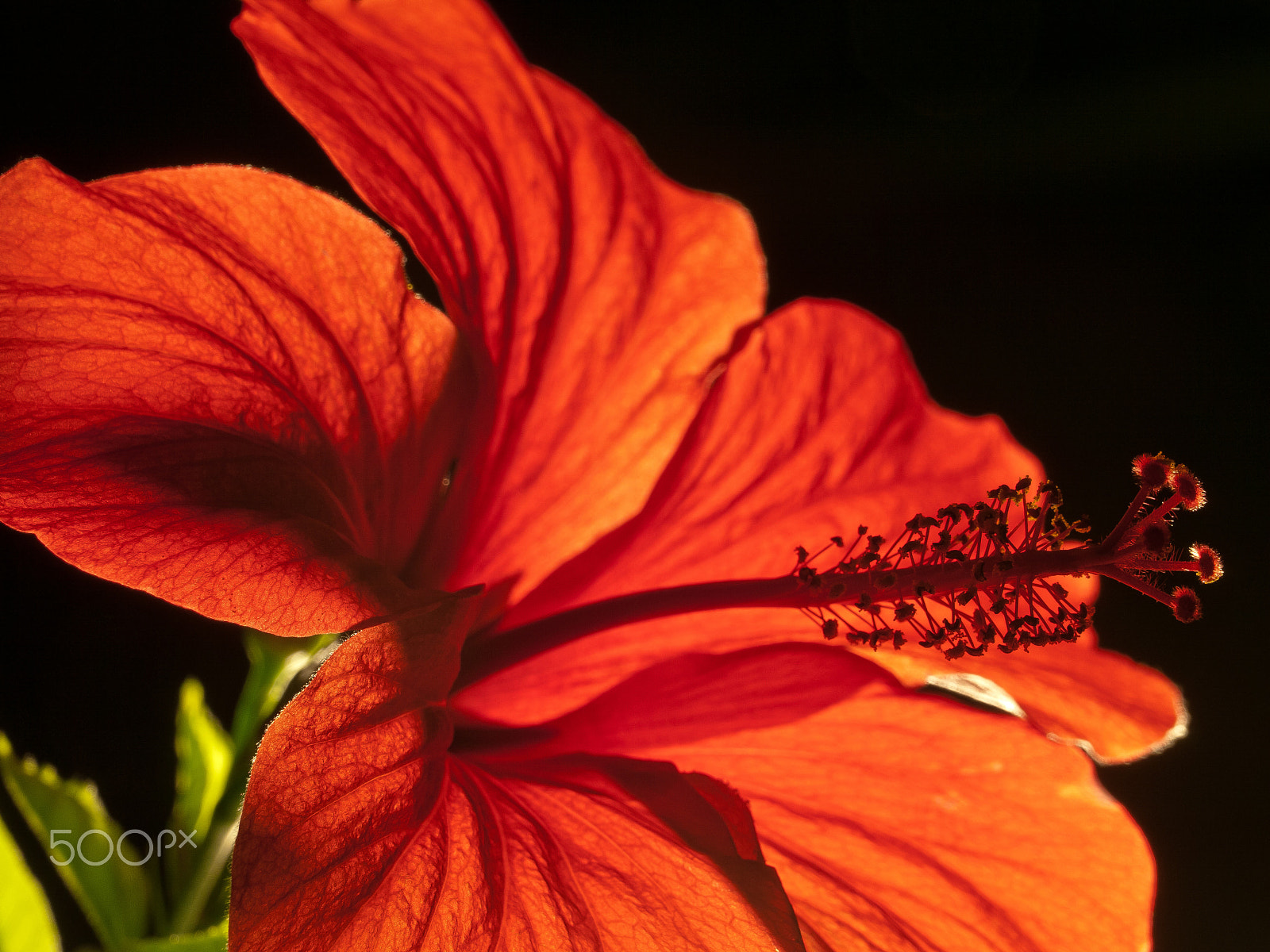 Panasonic Lumix DMC-GH1 sample photo. Bowl of red chinese rose (hibiscus) photography