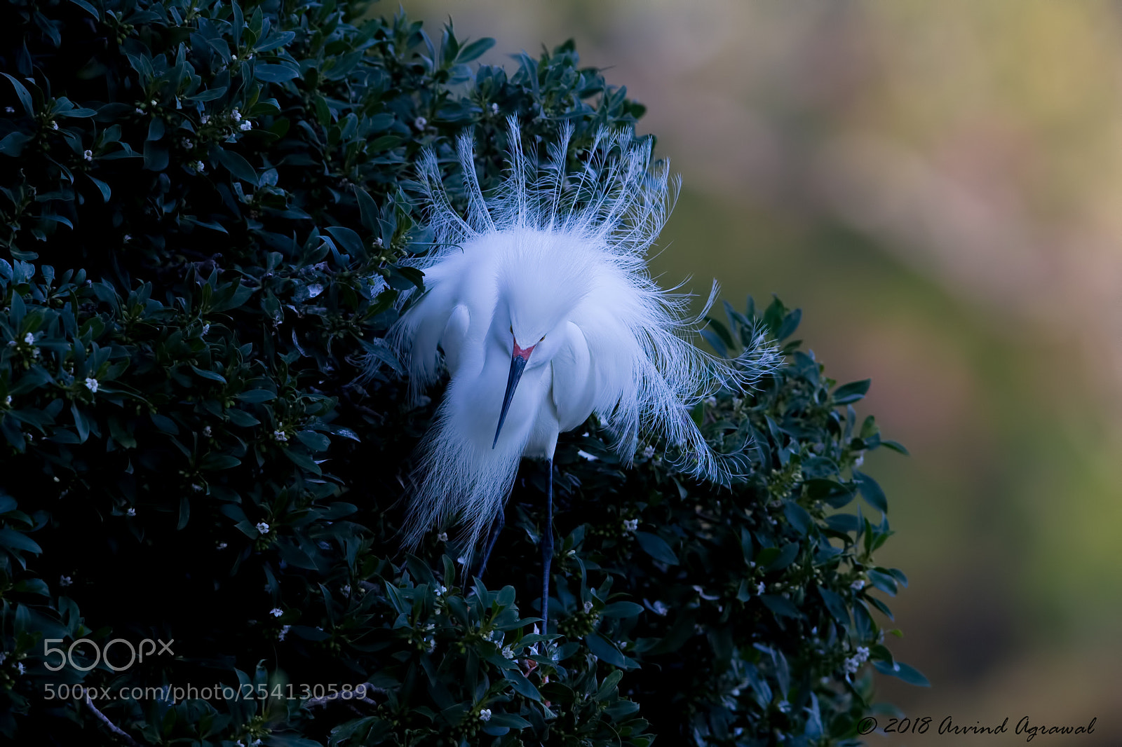 Canon EOS-1D X sample photo. Edit photography