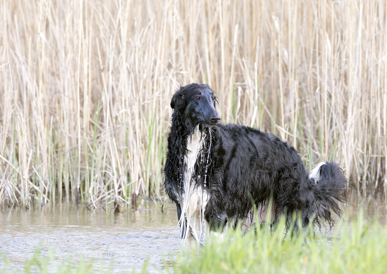 Canon EOS 5D Mark IV sample photo. Russian borzoi tiara photography