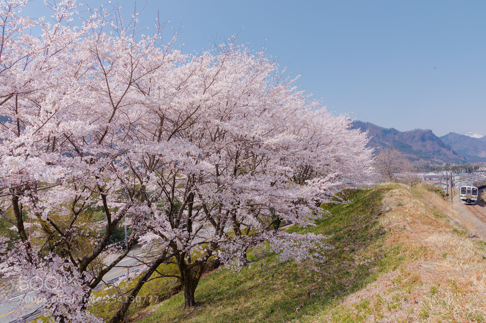 Canon EOS 5D Mark IV sample photo. Sakura cherry blossoms and photography