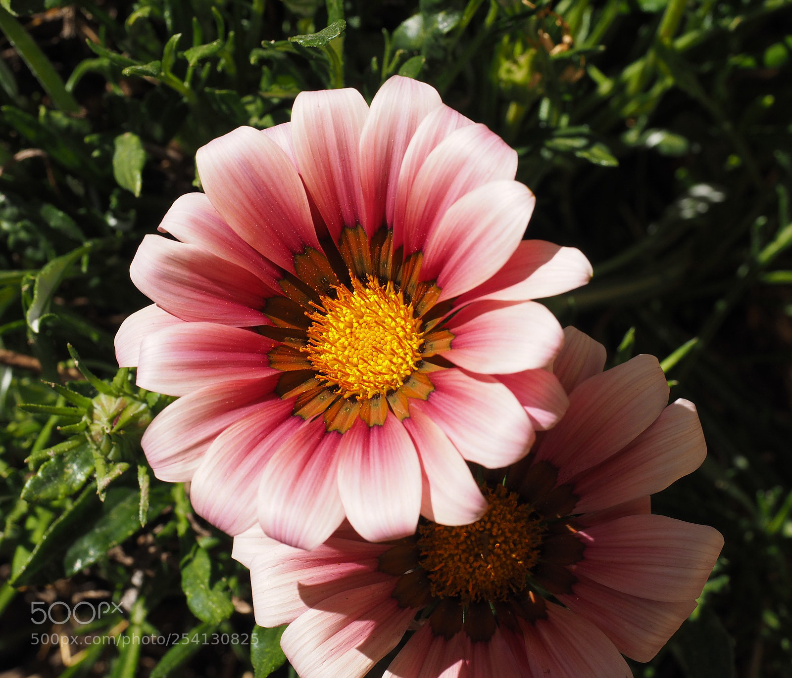 Olympus OM-D E-M1 sample photo. Beautiful photography