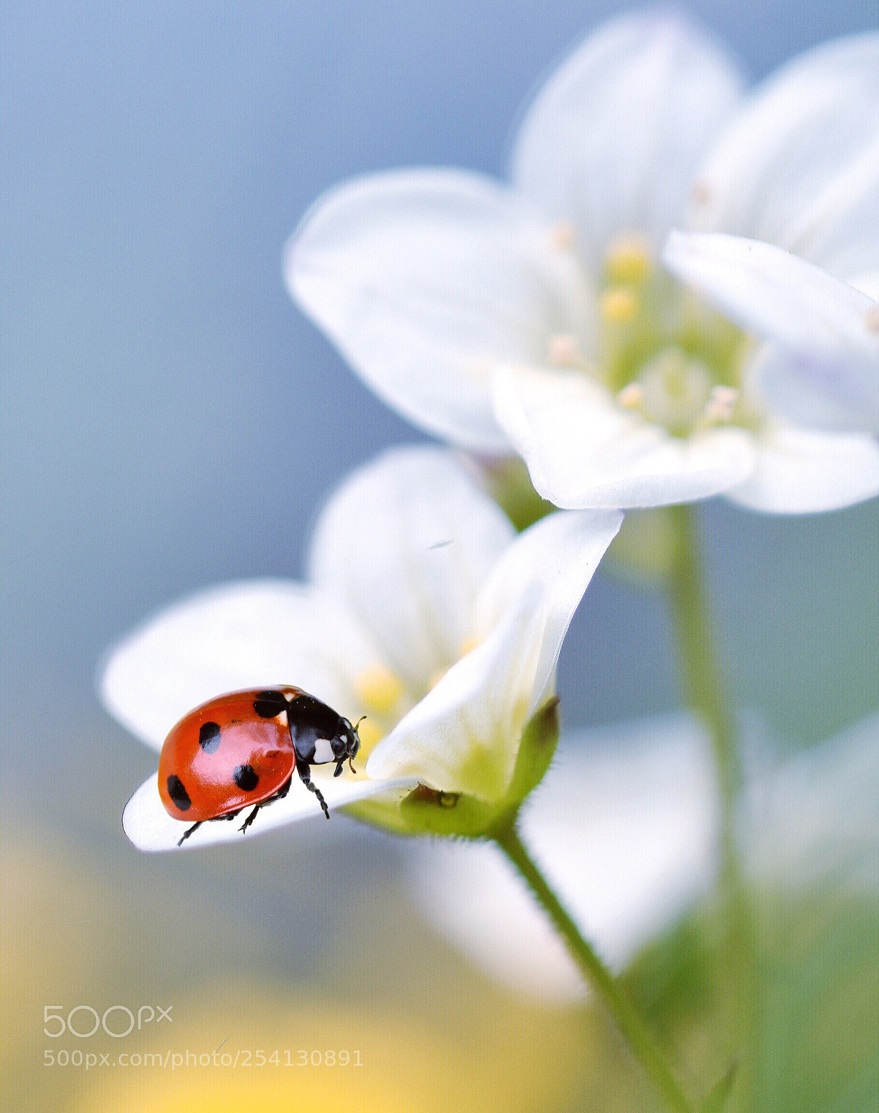Nikon D5600 sample photo. Spring lady photography