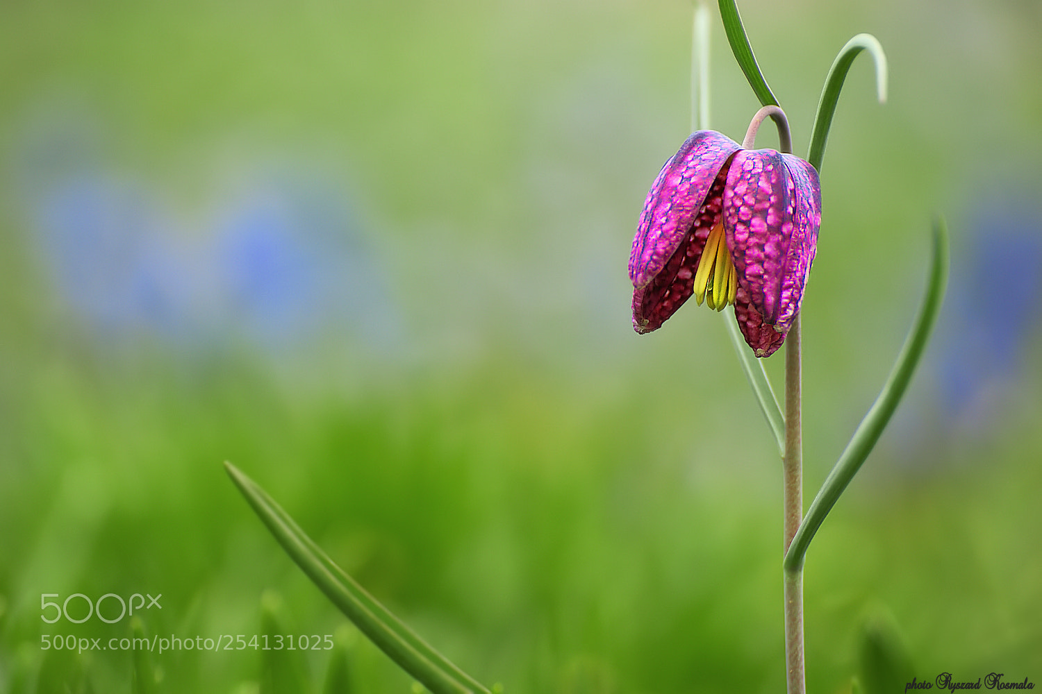 Sony Alpha DSLR-A300 sample photo. Snake's head fritillary photography