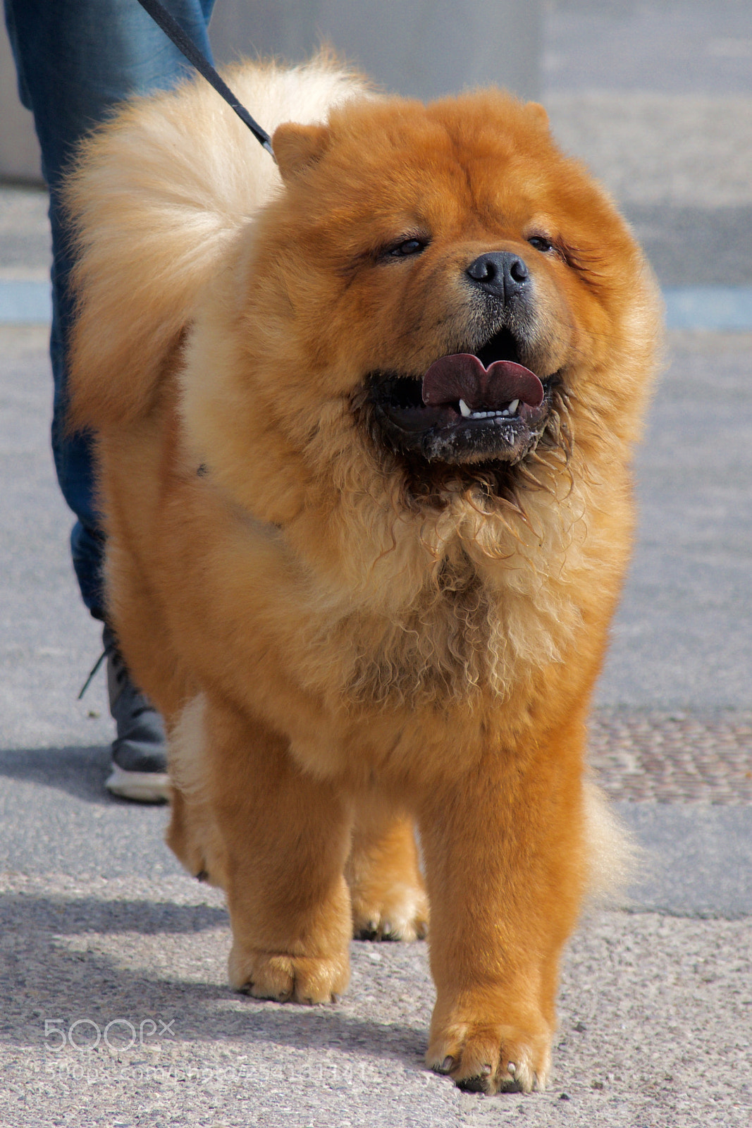 Nikon D3300 sample photo. Chow chow photography