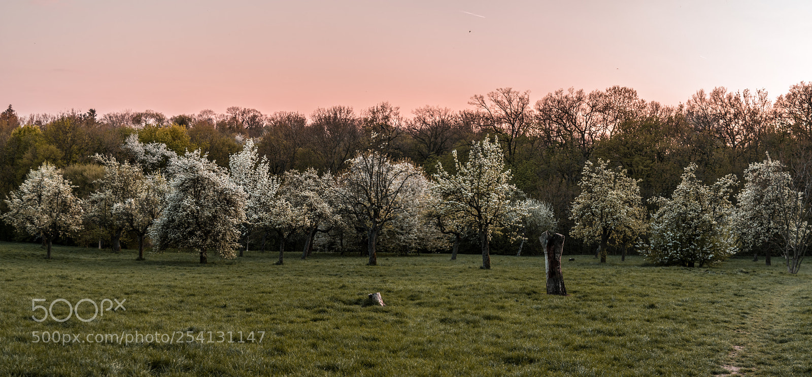 Nikon D3300 sample photo. Spring in vienna photography