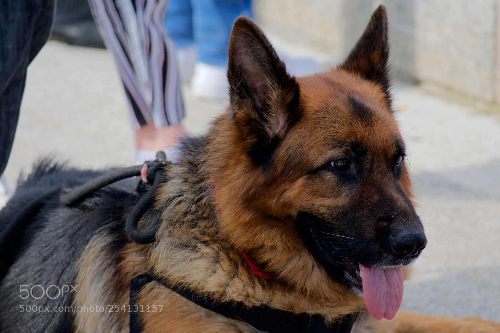 Nikon D3300 sample photo. Berger allemand photography
