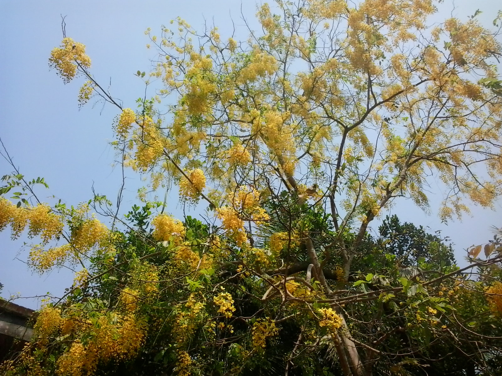 Samsung Galaxy Y Duos sample photo