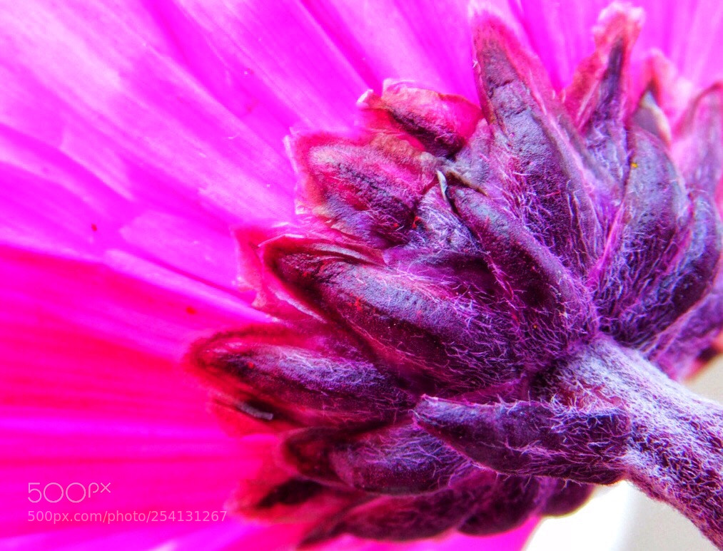 Nikon Coolpix B500 sample photo. Purple photography