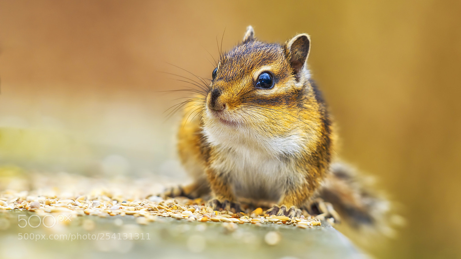 Canon EOS 60D sample photo. Squirrel in a park (21157) photography