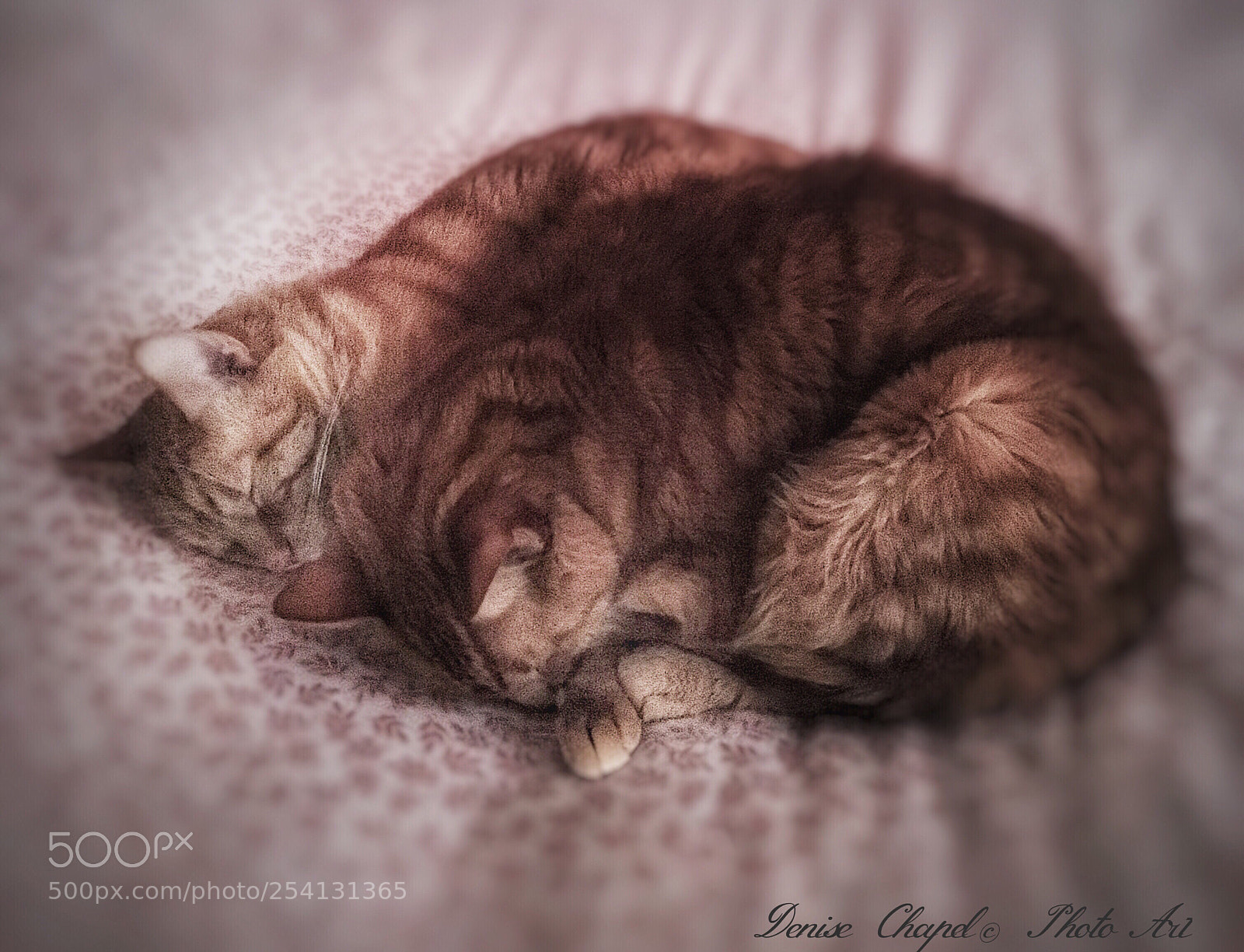 Apple iPhone 6s sample photo. Nap time doug jr photography
