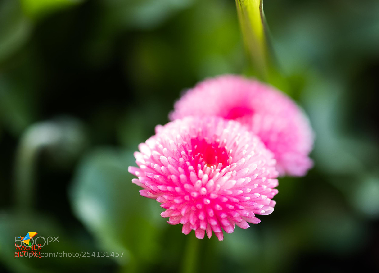 Fujifilm X-T2 sample photo. Pink 'n' green photography