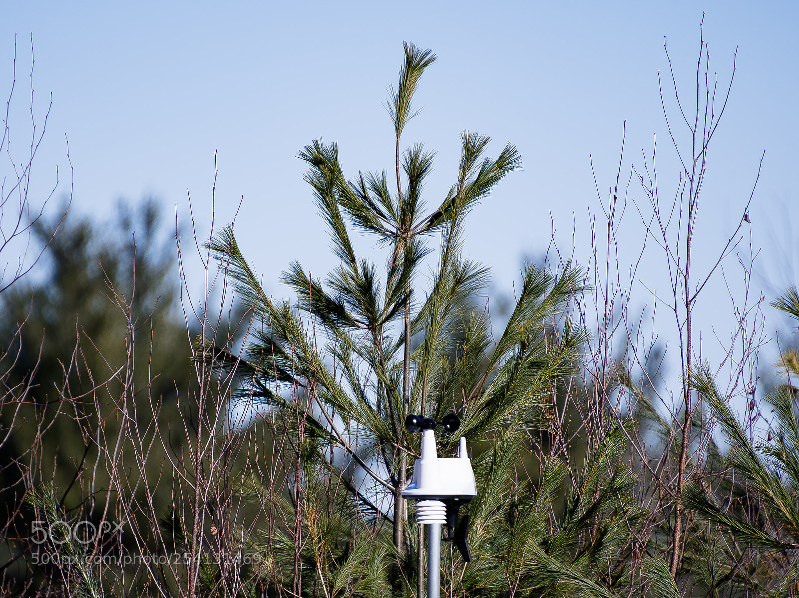 Nikon D500 sample photo. With the wind photography