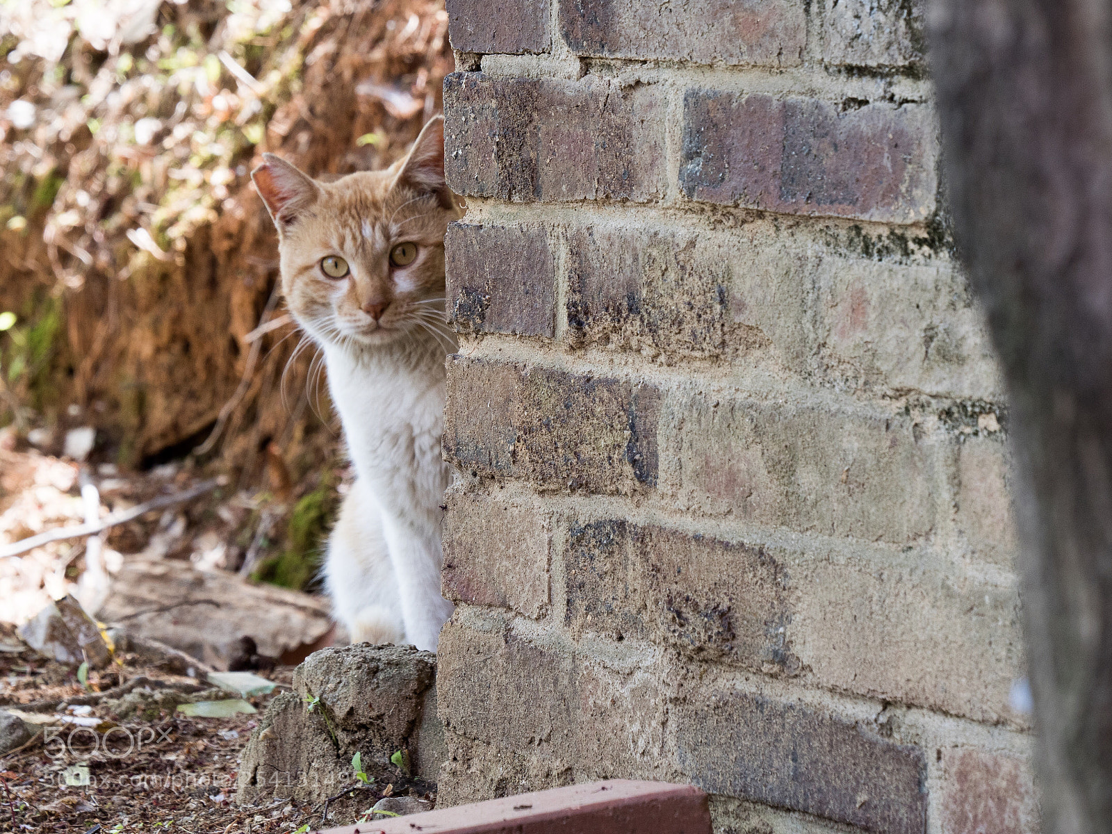 Panasonic Lumix DC-G9 sample photo. 사진 촬영을 숨어보던 고양이 photography