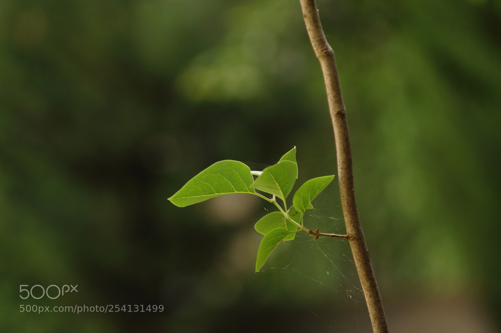 Sony SLT-A77 sample photo. ..... photography