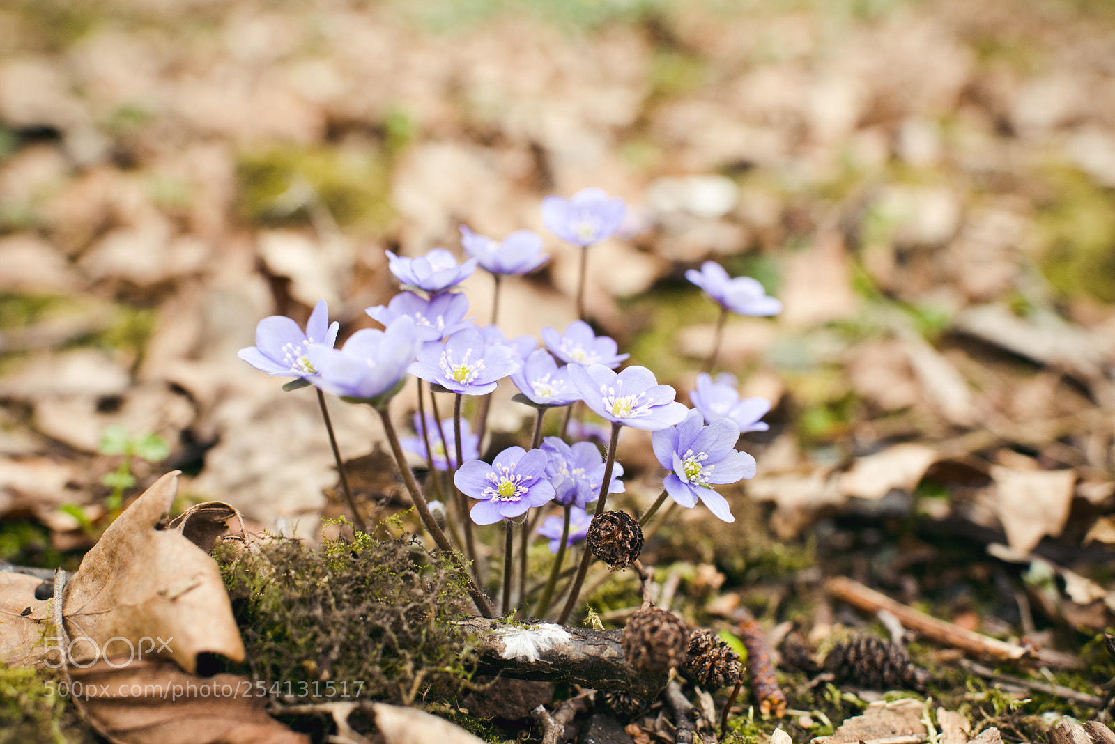 Nikon D800E sample photo. Spring flowers photography