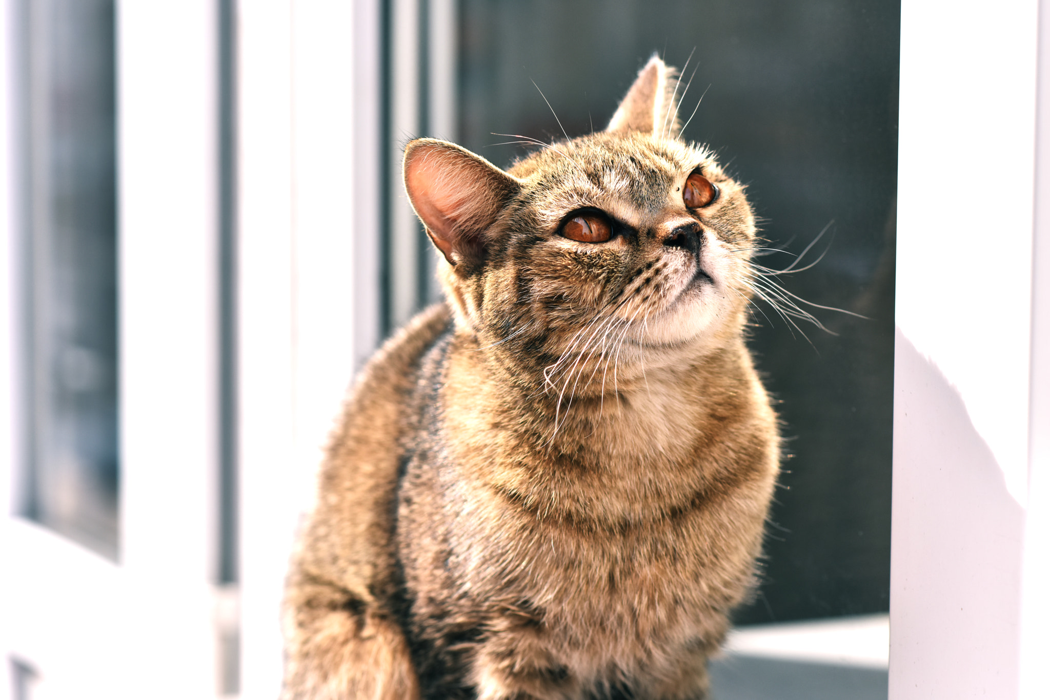 Nikon AF-S Nikkor 85mm F1.8G sample photo. Neighbor lion photography