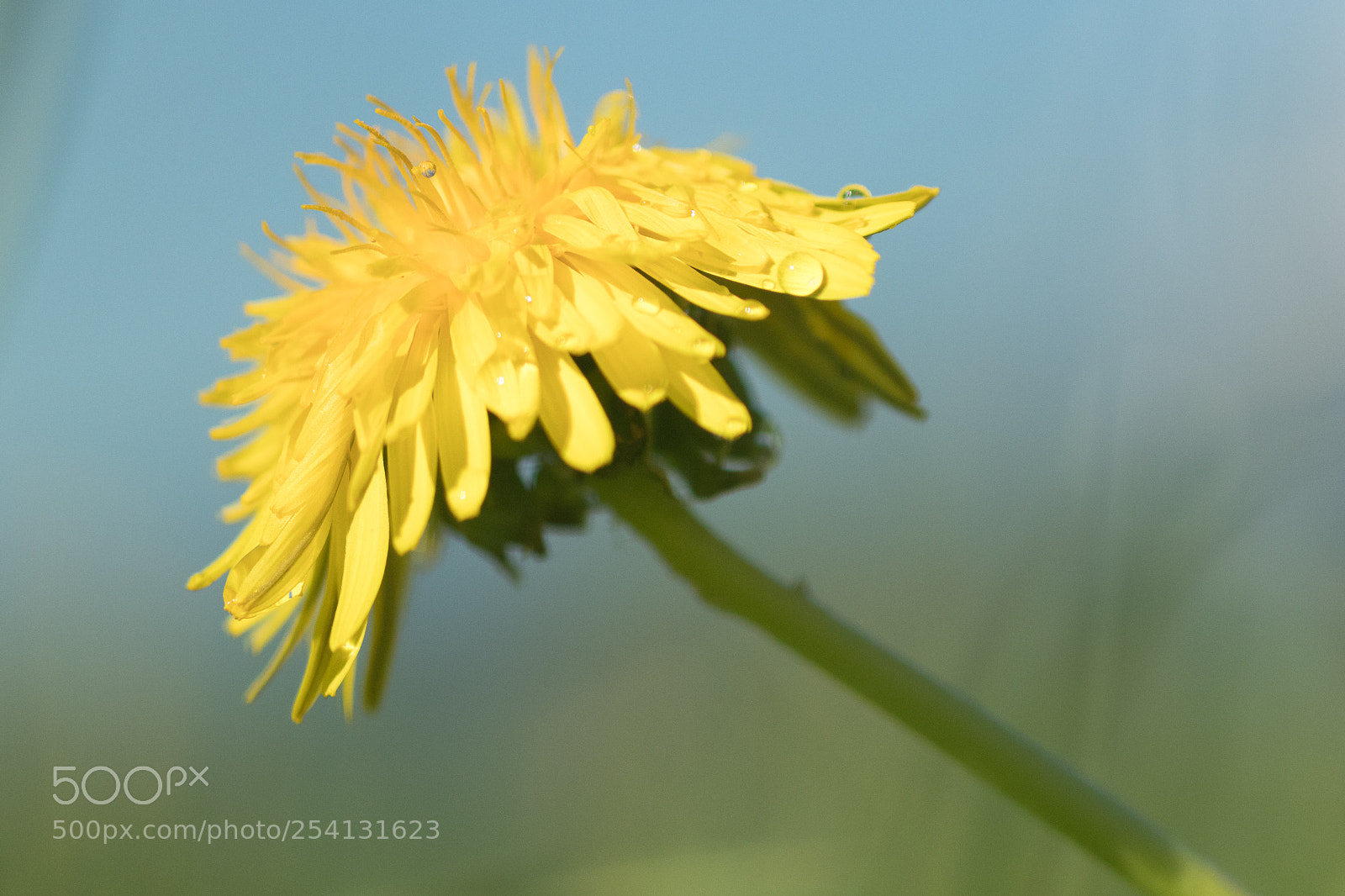 Canon EOS 80D sample photo. Dandelion photography