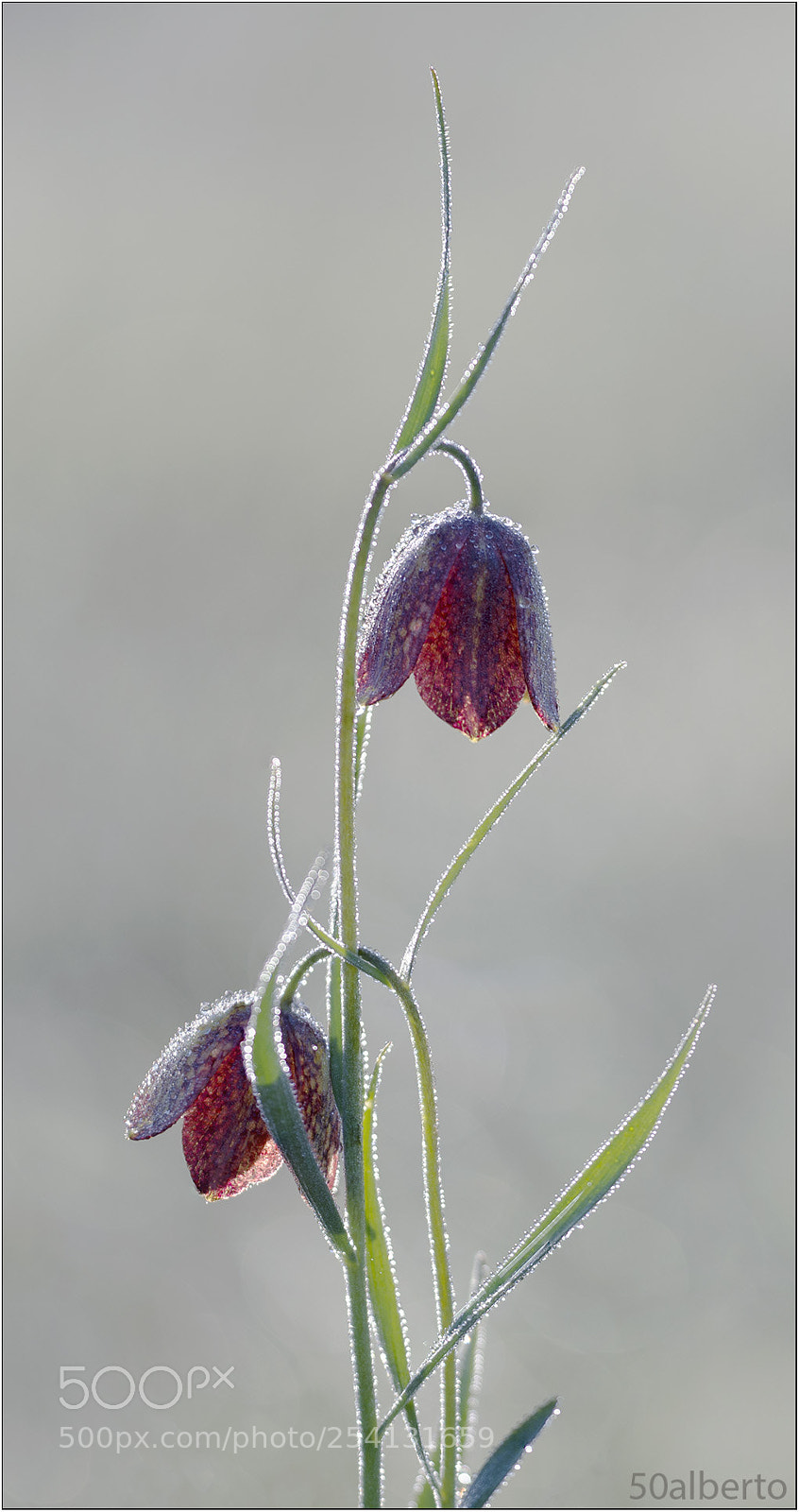 Nikon D610 sample photo. Fritillarie photography
