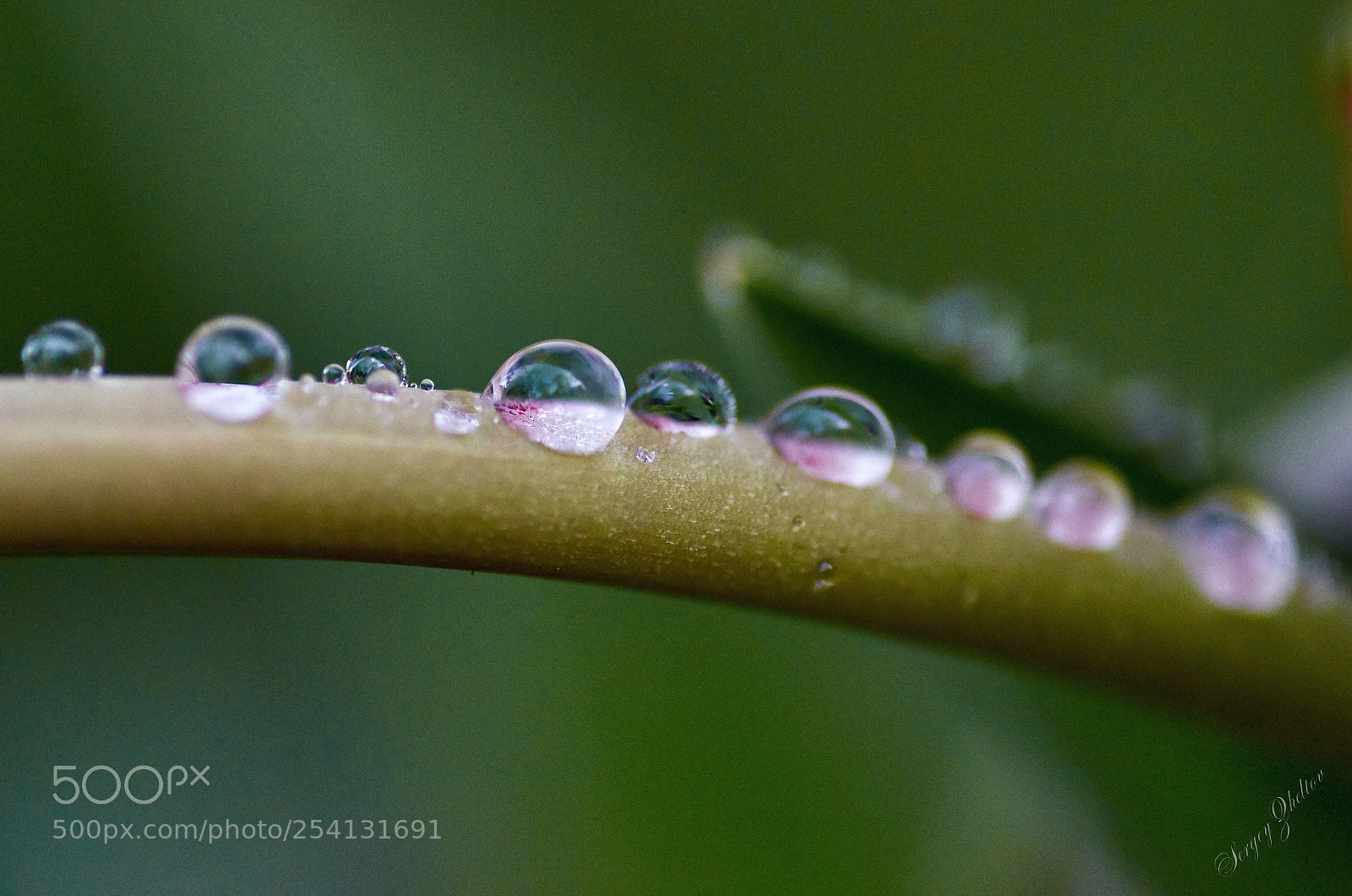 Nikon D7000 sample photo. Drops photography