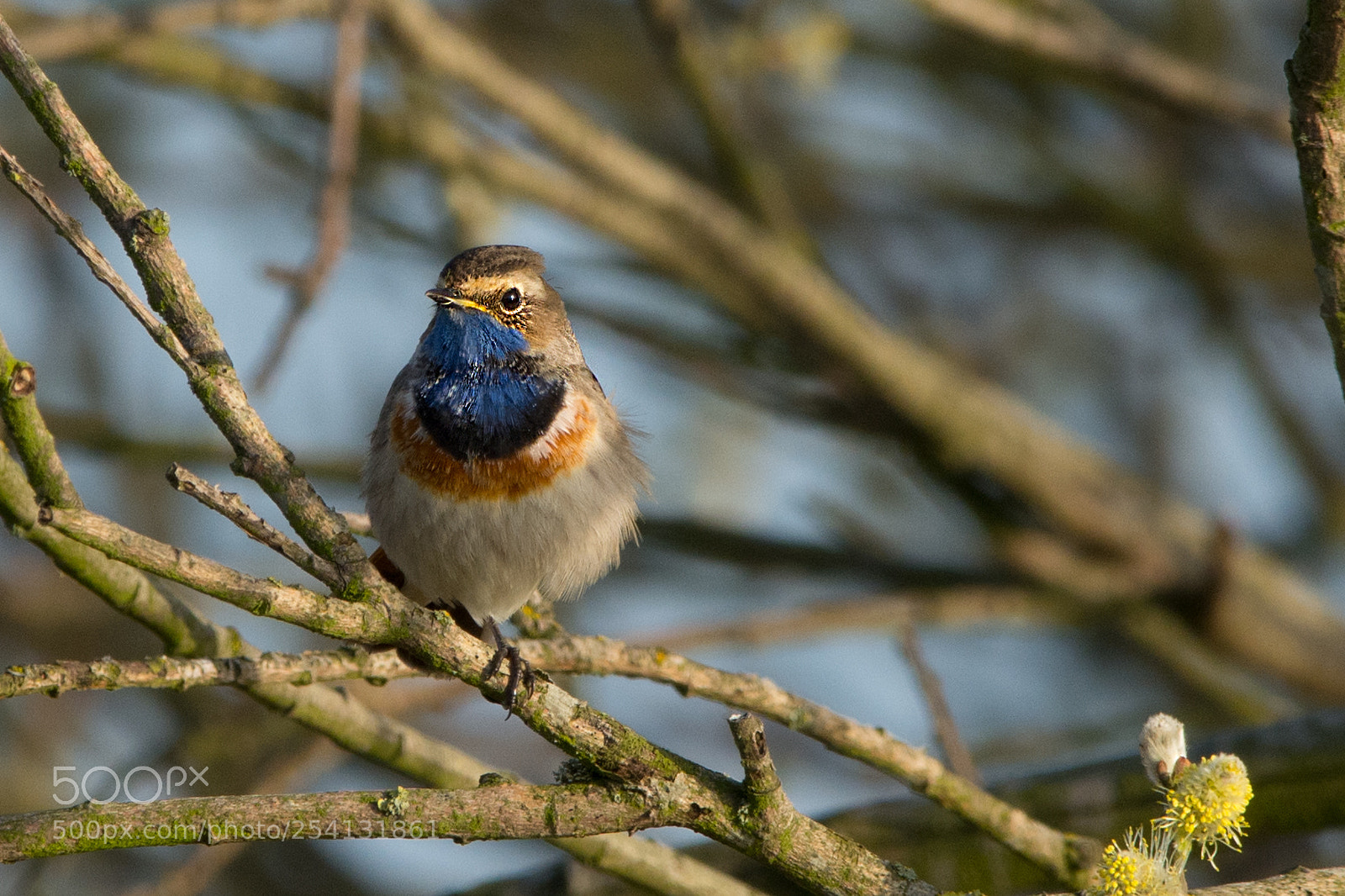 Nikon D7100 sample photo. Bluethroat back in the photography
