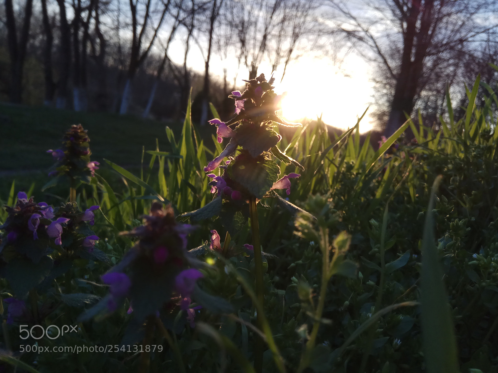 Xiaomi Redmi Note 4 sample photo. Sun down photography