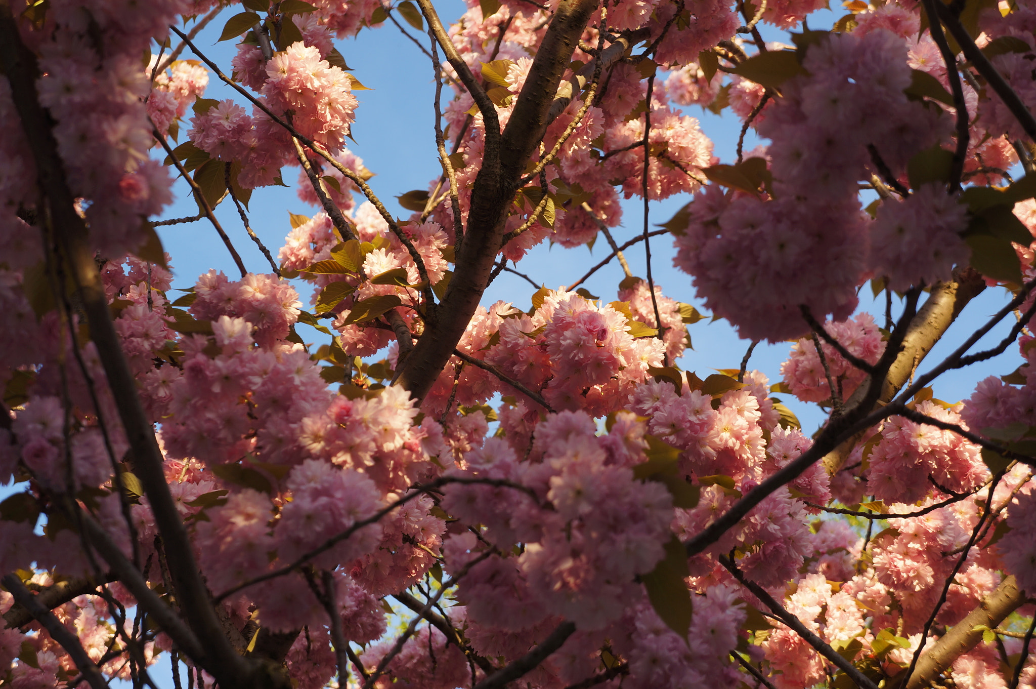 Sony Alpha NEX-5N sample photo. Pink time photography