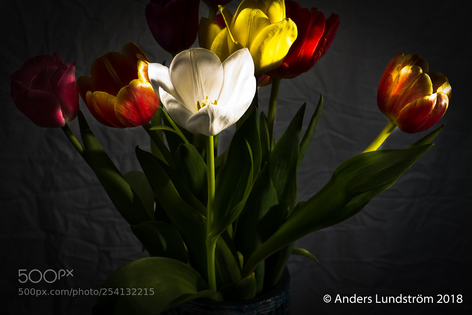 Canon EOS 7D sample photo. Tulpaner från amsterdam photography