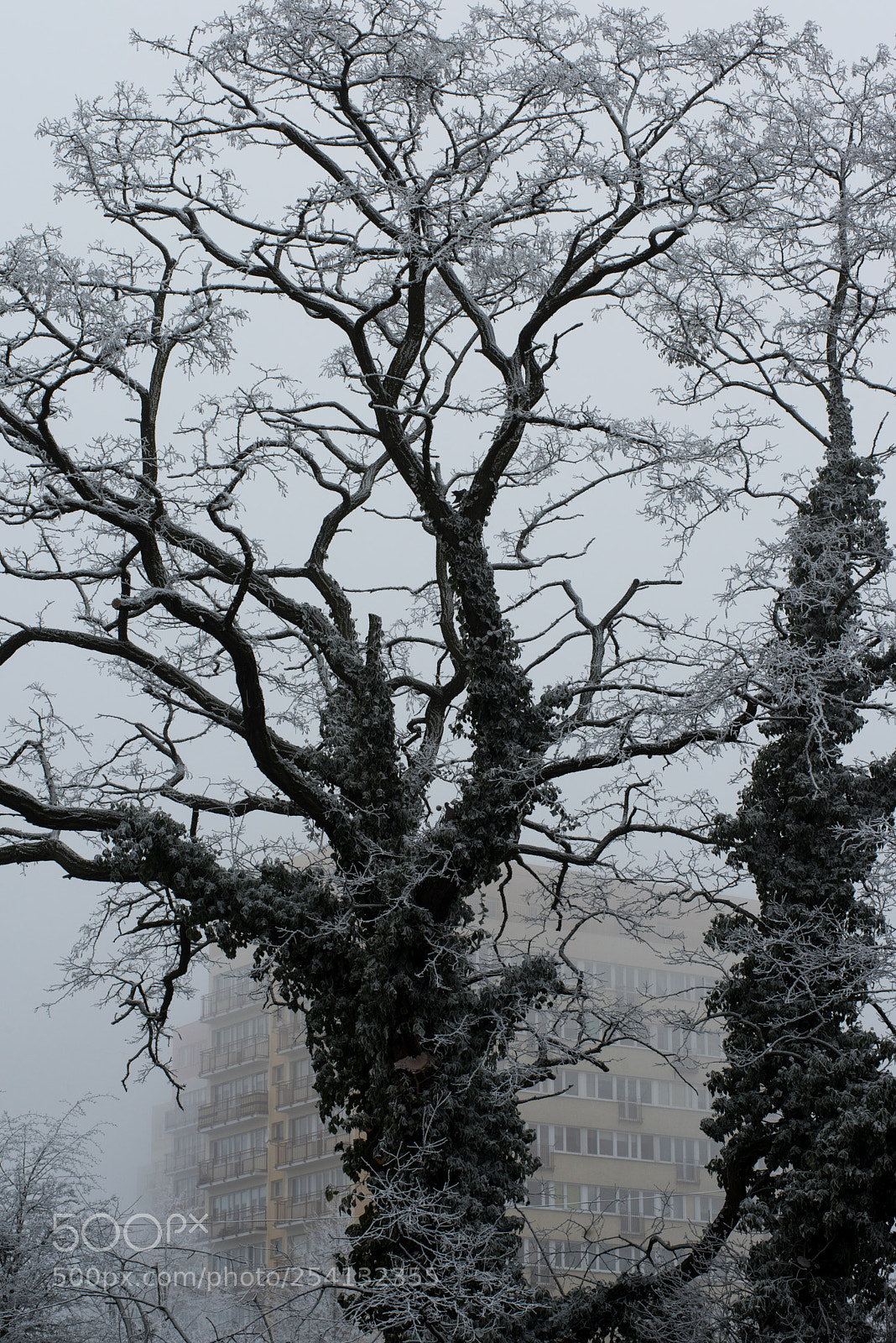Nikon D810 sample photo. Untitled photography