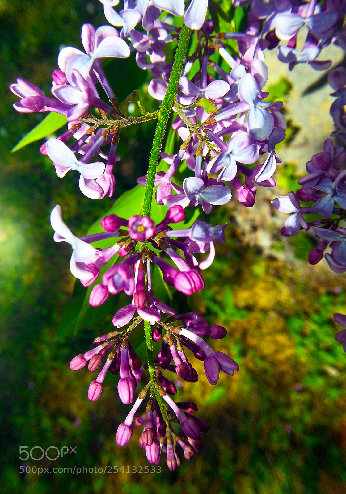 Samsung Galaxy Note2 sample photo. Lilac photography