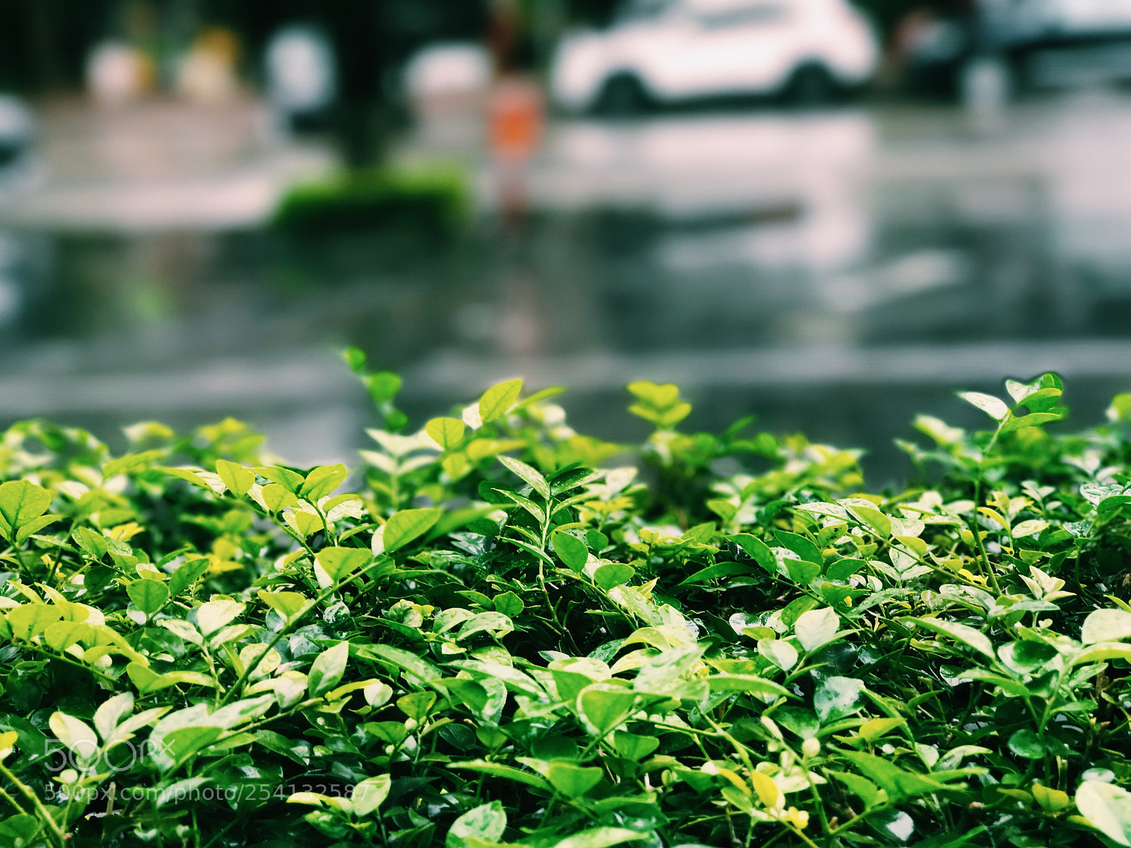Apple iPhone 7 Plus sample photo. A rainy day photography