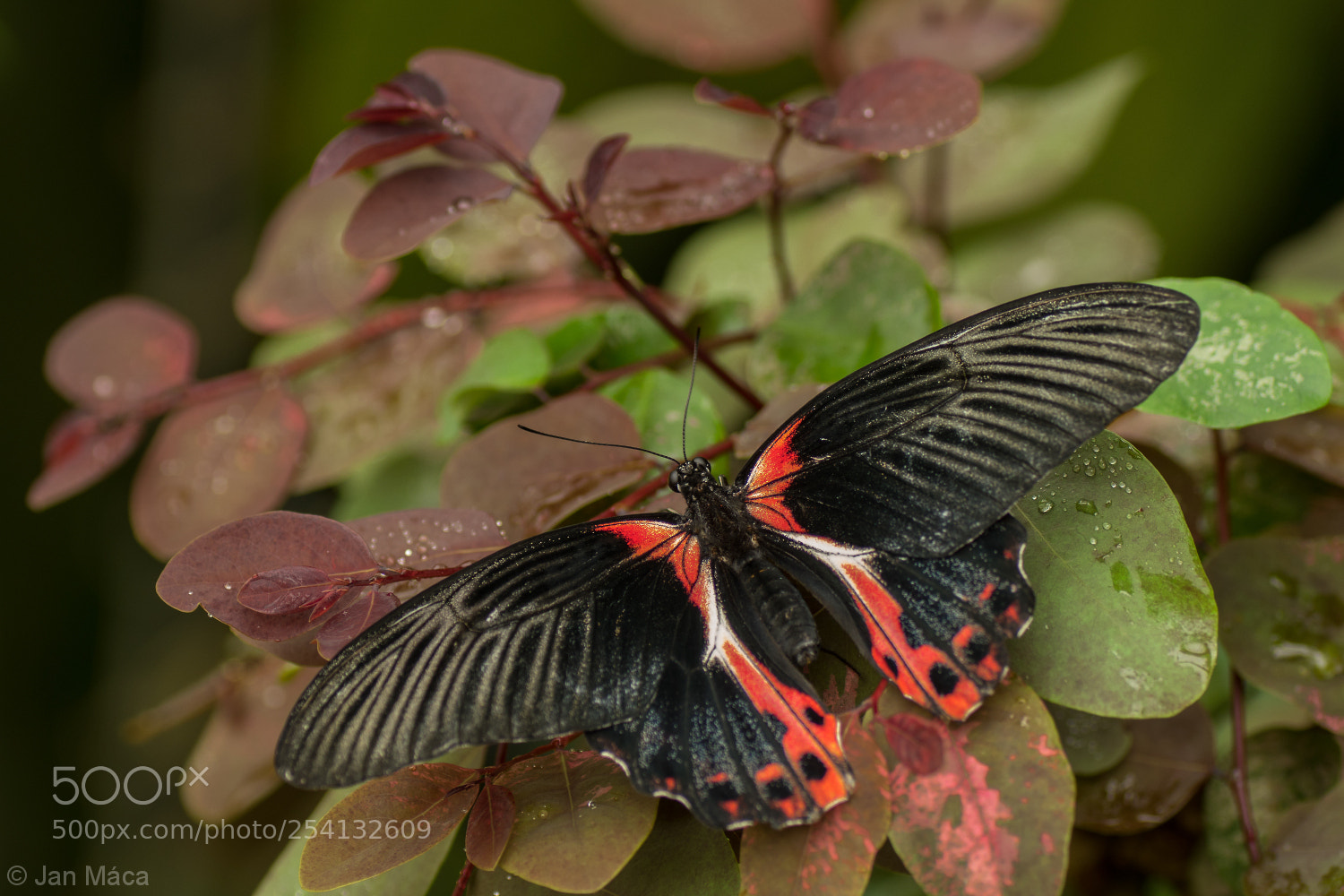 Sony ILCA-77M2 sample photo. Tropical butterfly photography
