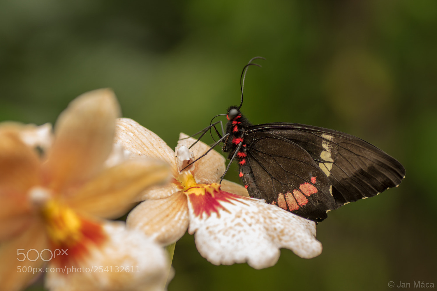 Sony ILCA-77M2 sample photo. Tropical butterfly photography