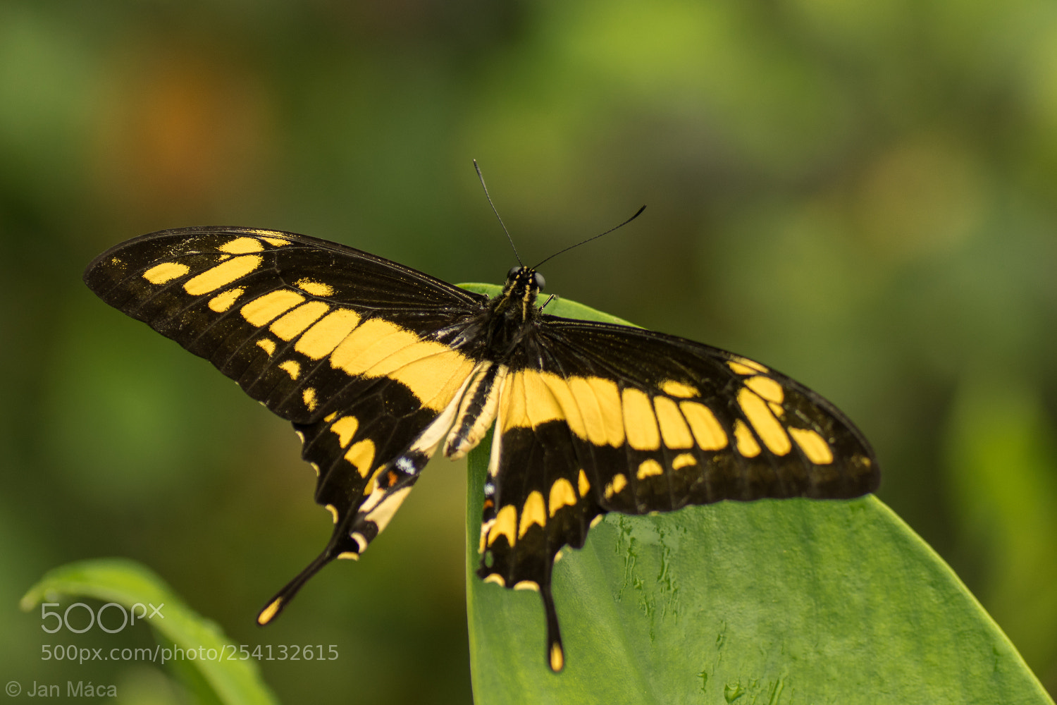 Sony ILCA-77M2 sample photo. Tropical butterfly photography