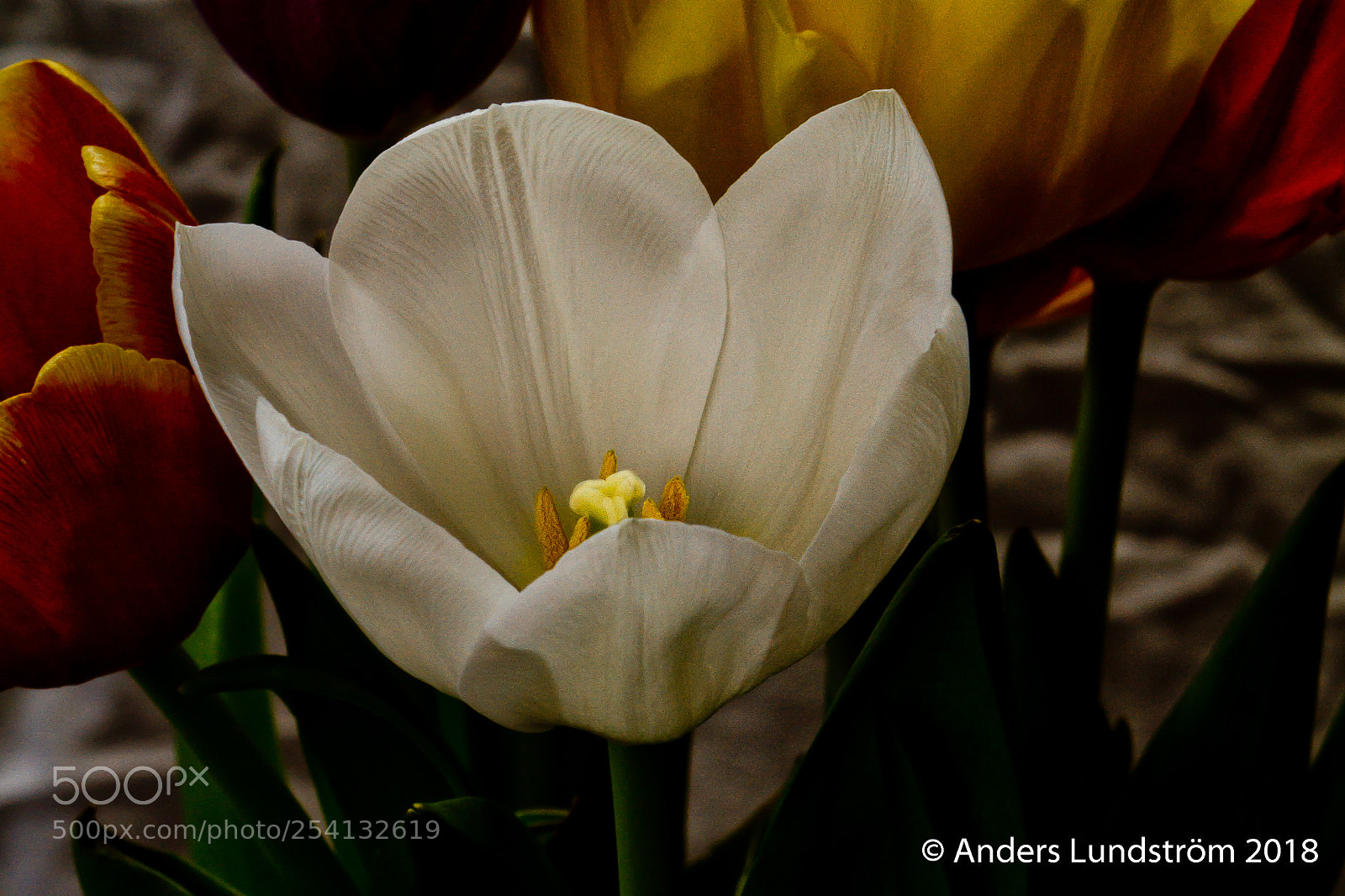Canon EOS 7D sample photo. Vittulpan photography