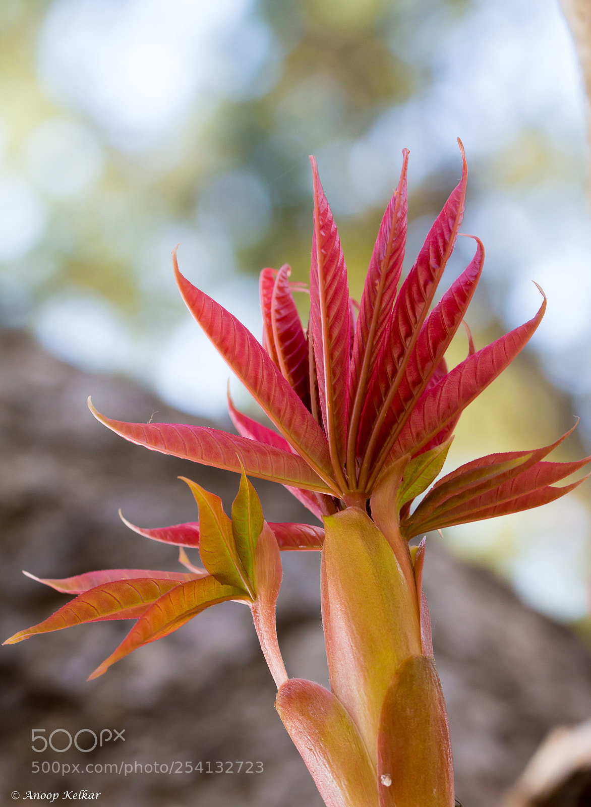 Canon EOS 700D (EOS Rebel T5i / EOS Kiss X7i) sample photo. Tender leaves photography