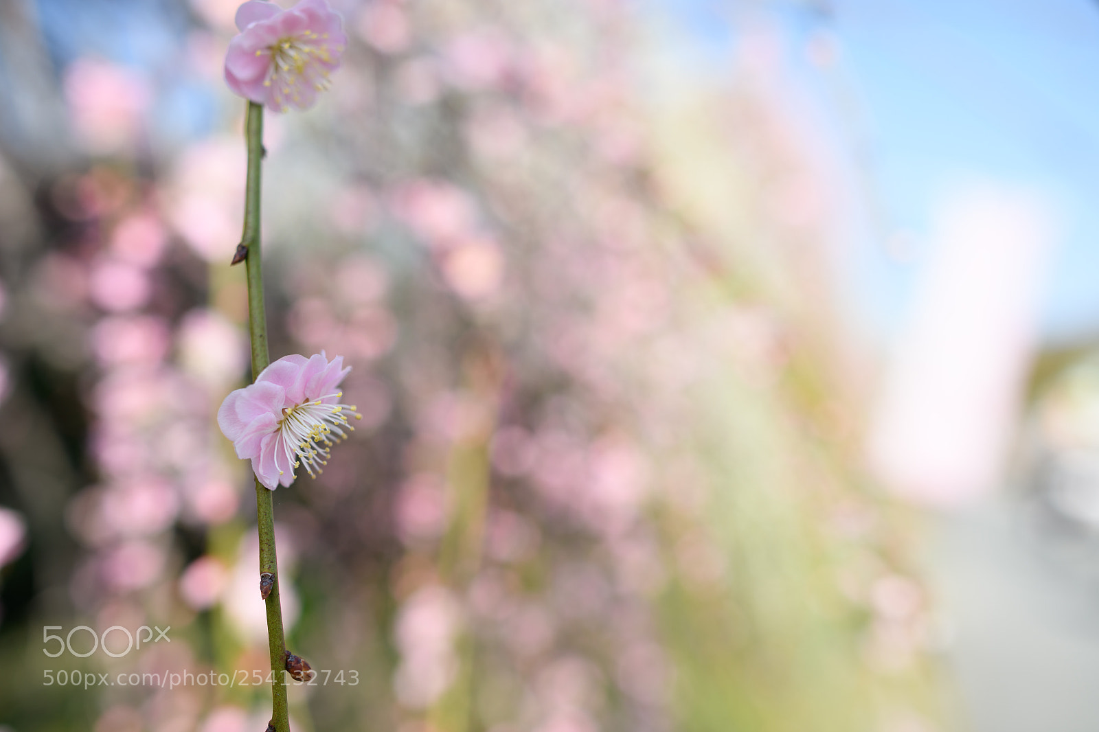 Nikon D850 sample photo. Ume photography