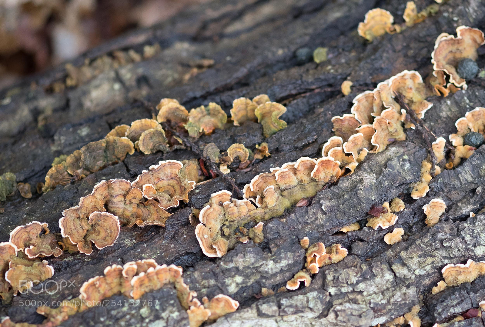 Fujifilm X-T2 sample photo. Funghi photography