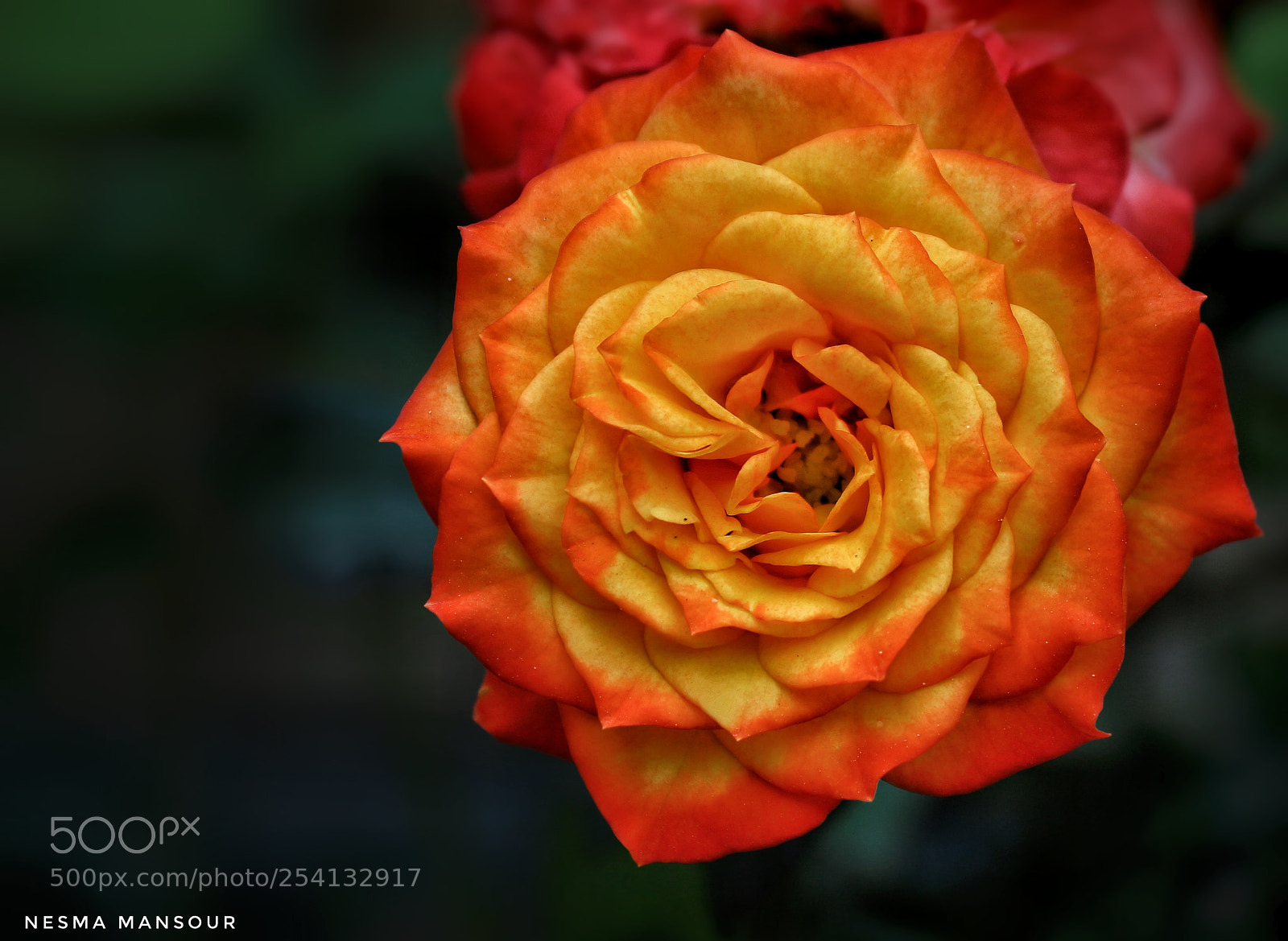 Canon EOS 700D (EOS Rebel T5i / EOS Kiss X7i) sample photo. Untitled photography