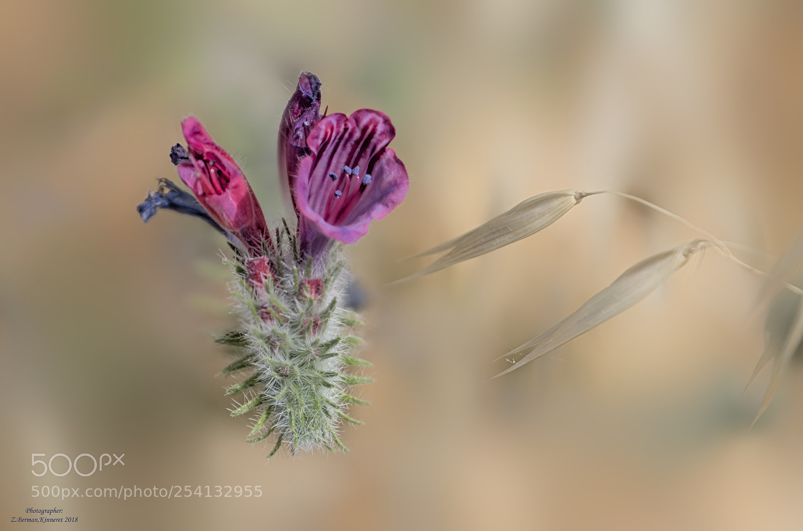 Nikon D500 sample photo. Flower in dry field photography