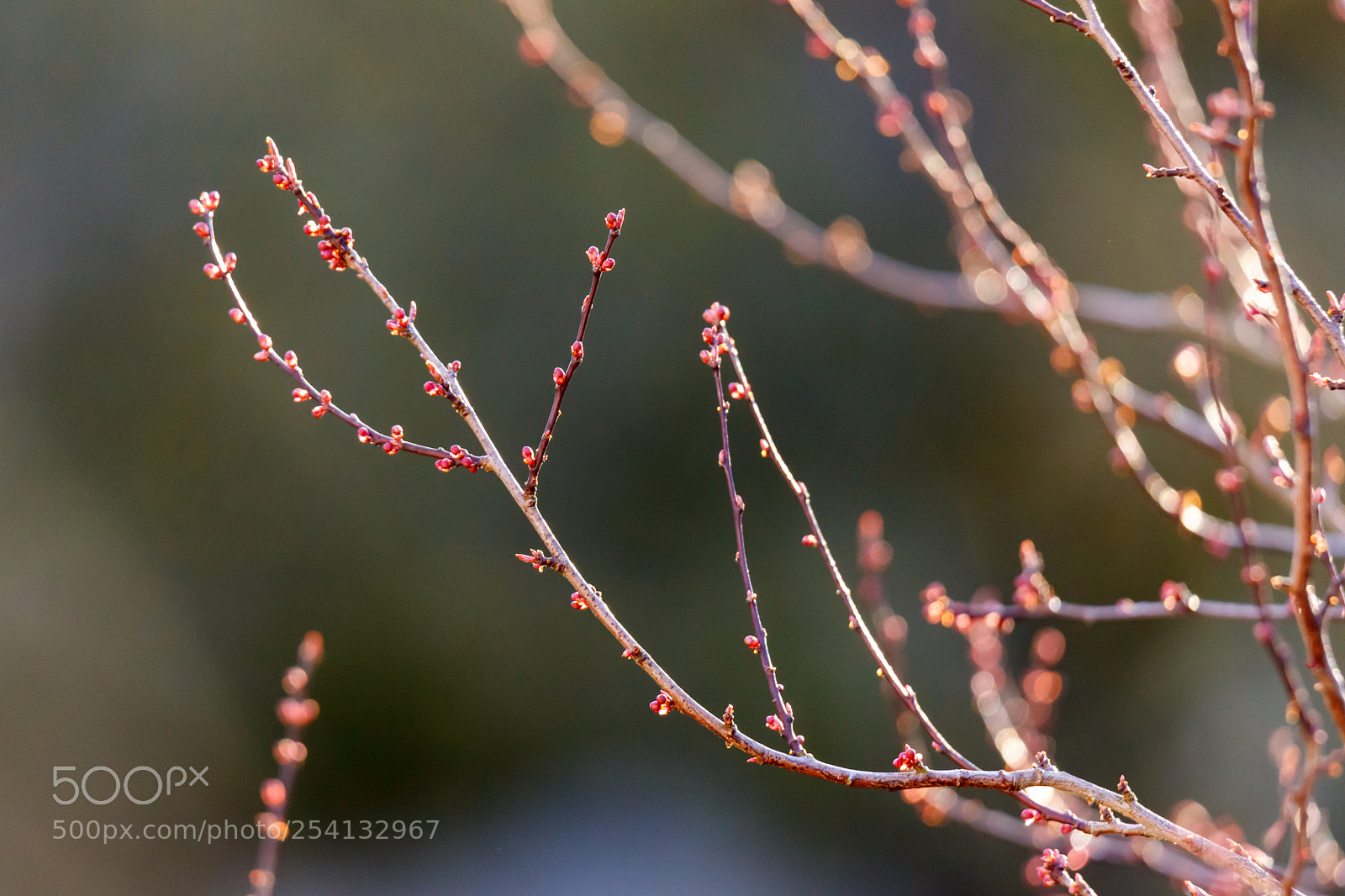 Canon EOS 5D Mark II sample photo. Spring magic 2 photography