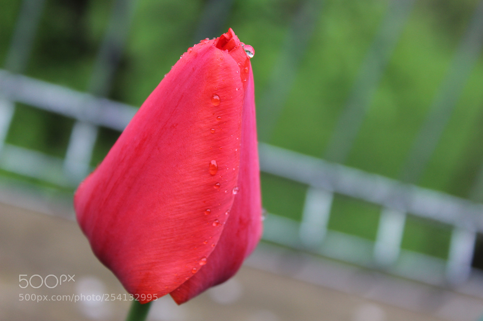 Canon EOS 1200D (EOS Rebel T5 / EOS Kiss X70 / EOS Hi) sample photo. Untitled photography