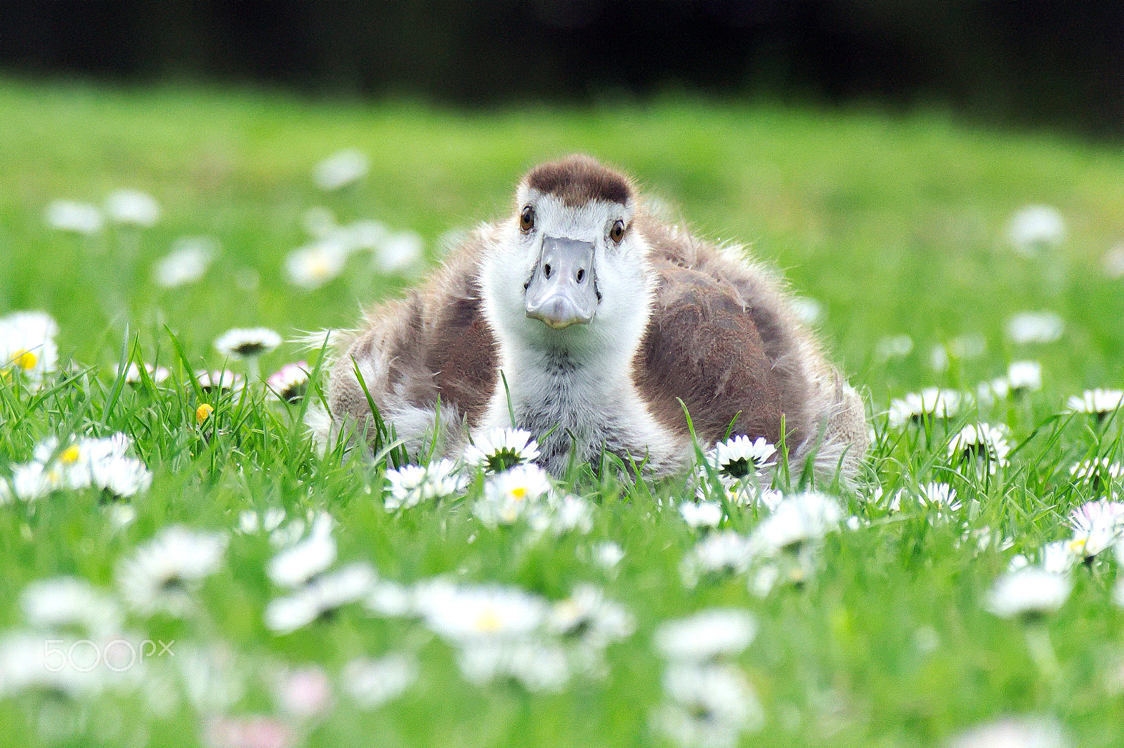 Canon EF-M 55-200mm F4.5-6.3 IS STM sample photo. Wild goose child in flower field photography