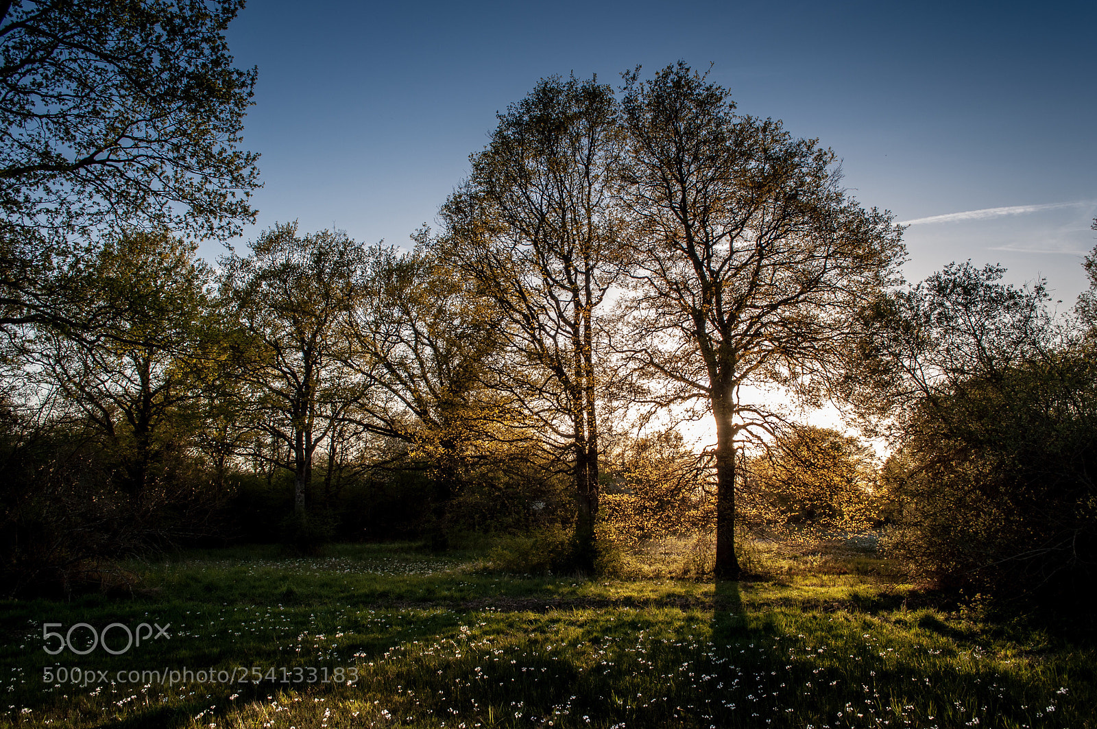 Nikon D5000 sample photo. Sun light ruffle the photography