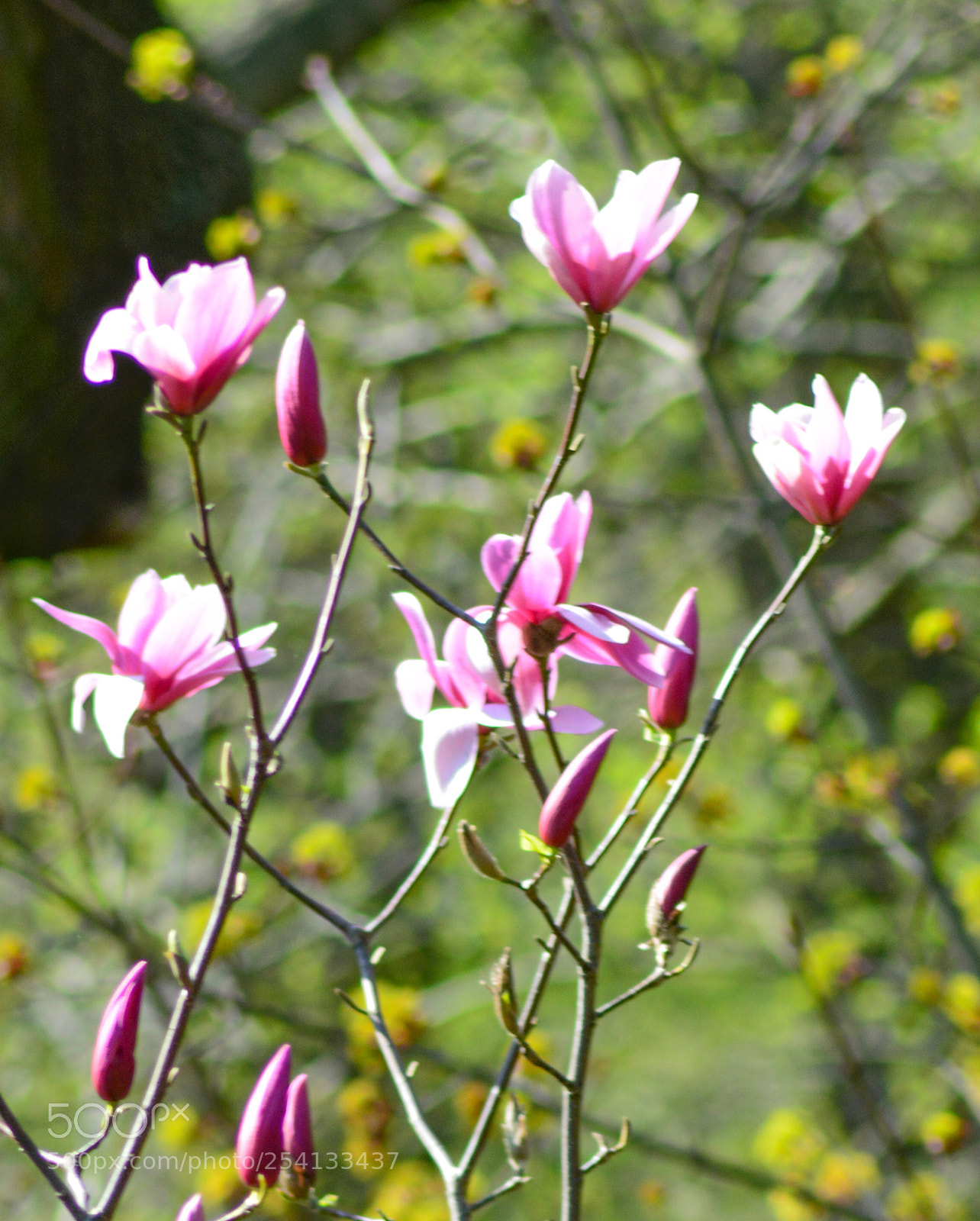 Nikon D5200 sample photo. Spring photography