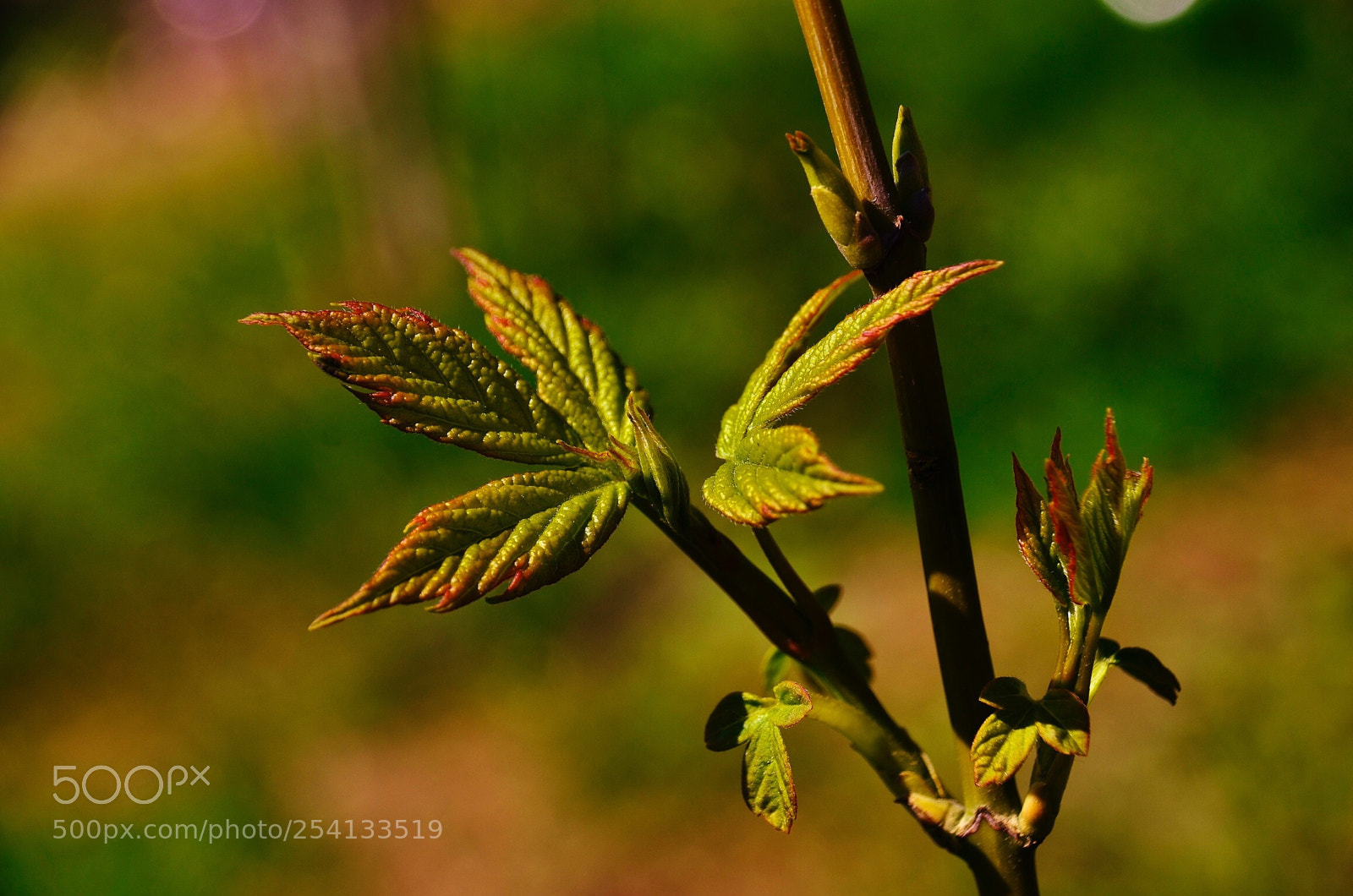 Nikon D7000 sample photo. Sml photography